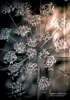 18k fotoart foto fotografie kunst composing bildbearbeitung blumen landschaft tiere portrait stil weithaler norbert